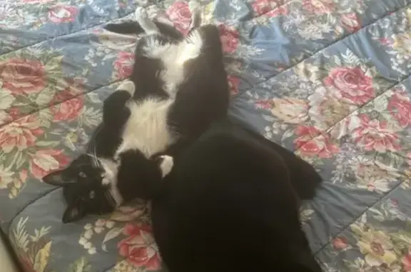 Lost Tuxedo Cat: Skittish & Arthritic