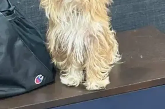 Lost Yorkie Mix on W 19th St, Wichita