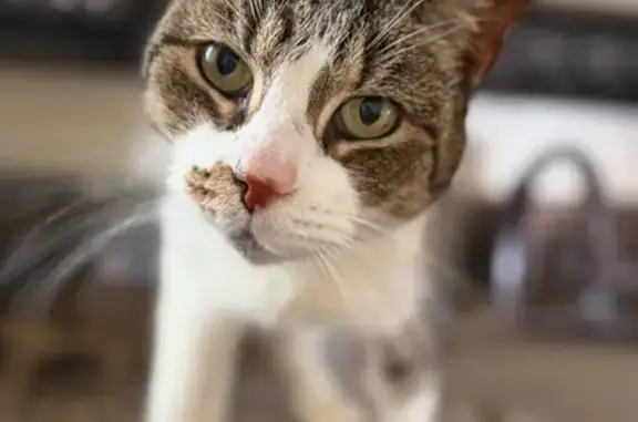 Lost Cat Needs Chemo - Help Find Anna!