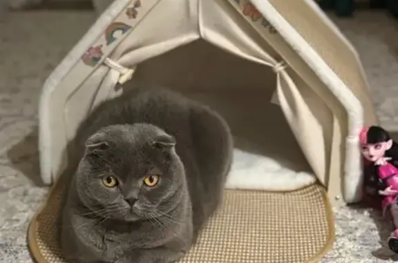 Lost Grey Scottish Fold in Yaphank