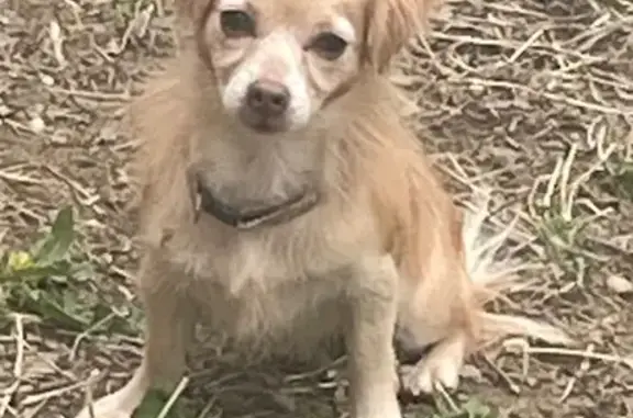 Lost Fluffy Dog: Light Brown, Blue Harness