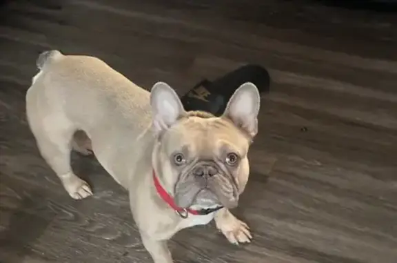 Lost 31lb French Bulldog in Lithia Springs