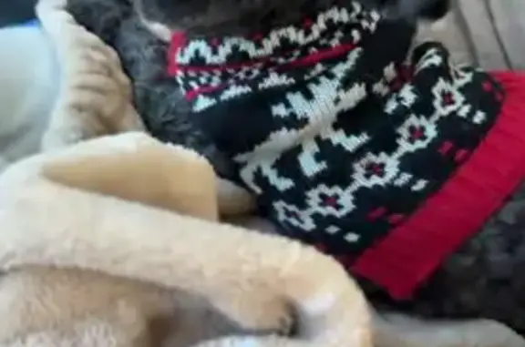 Lost Small Dog in Gulfport - Help Find Her