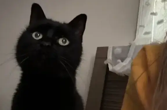 Lost Skittish Cat on Elm Road - Help!