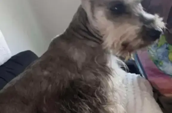 Lost: Grey/White Mini Schnauzer at Ederle