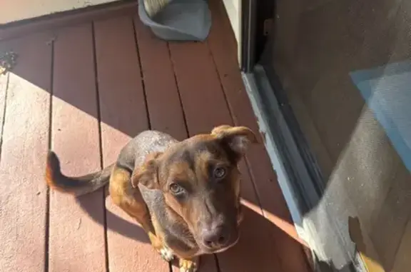Lost Dog in Yaphank: Pink Harness & Leash