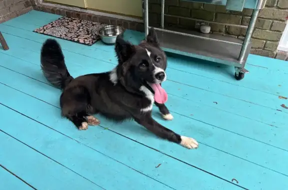 Lost Dog Found on Coleberry Trail!