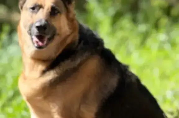 Lost German Shepherd: Needs Medication