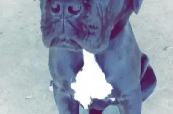 Lost Dog: Black/White, Tail Chopped, Hemet