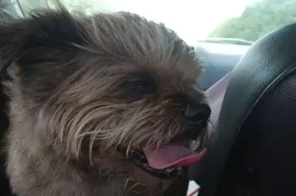Lost Dog: Toto Lookalike in Birmingham