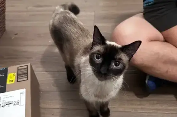Lost Siamese Cat: White/Brown, Blue Eyes
