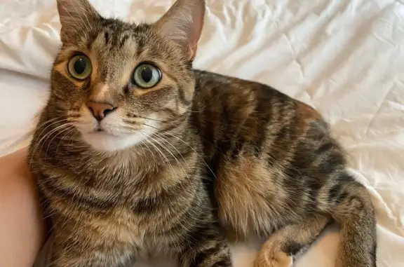 Lost Calico/Tabby Cat: No Tail, Pink Collar