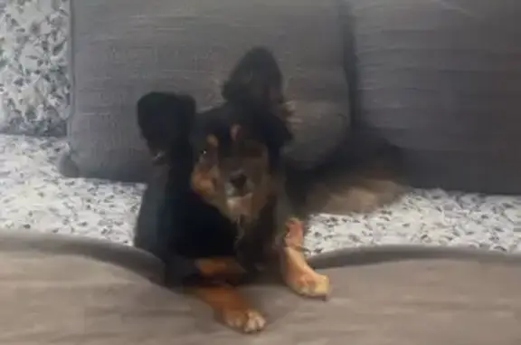Missing dog Danville, photo: Lost Dog: Friendly Pup on Sweetbriar Dr