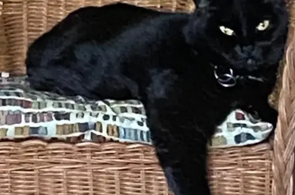 Lost Black Cat: Golden Eyes, Maple Ridge