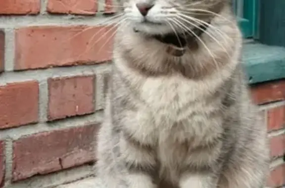 Chat perdu, Le Plessis-Robinson, photo: Chatte perdue : Clotilde, rue Edmond About