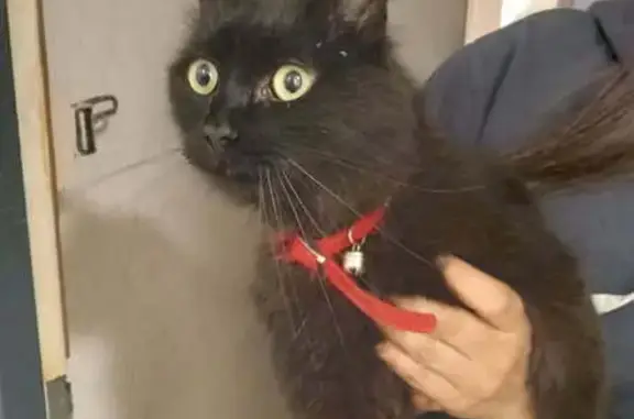 Animaux trouvés Cahors, photo: Chat trouvée avec collier rouge à Cahors