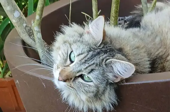 Animaux perdus Le Bouscat, photo: Chatte perdue, Maine Coon, Le Bouscat