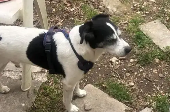 Chien perdu , photo : Chien perdu noir et blanc à Libourne