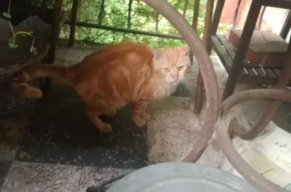 Chat trouvé Branoux-les-Taillades, photo: Chat roux tigré trouvé à Branoux-les-Taillades