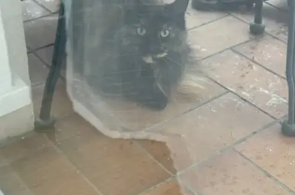 Chat trouvé Montigny-lès-Metz, photo: Chat écaille trouvé à Montigny-lès-Metz