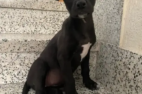 ¡Ayuda! Cachorra perdida en Santiago de la Ribera