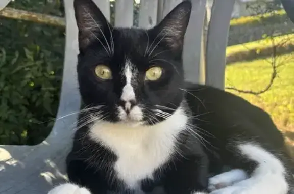Lost Cat on Campbell St, Sunshine Coast