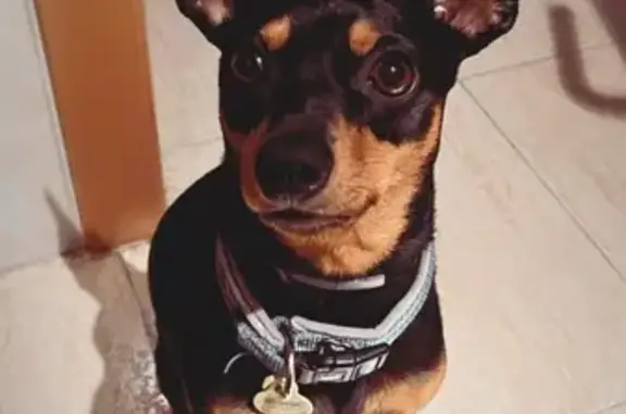 Perro Perdido: Pincher Asustado en Santa Perpètua