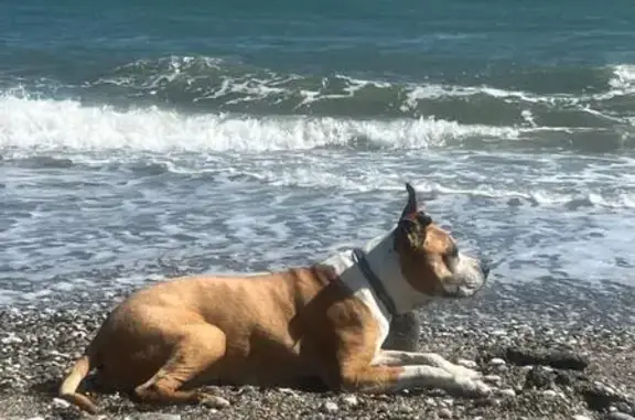 Perro Mayor Perdido en Vélez-Málaga: Urgente