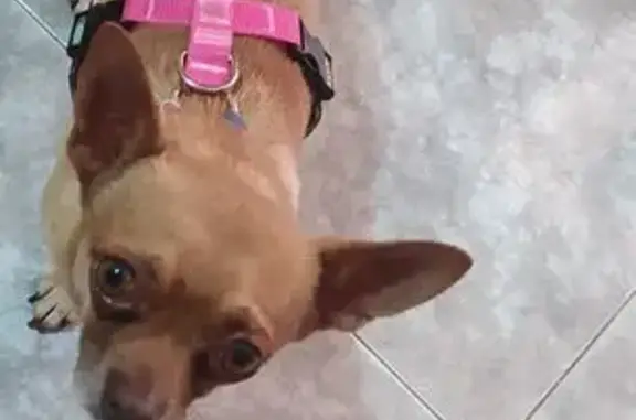 ¡Ayuda! Chihuahua canela perdido en Murcia