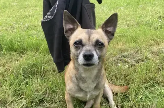 Chien perdu Clisson, photo : Chien perdu à Clisson, roux-beige, peureux
