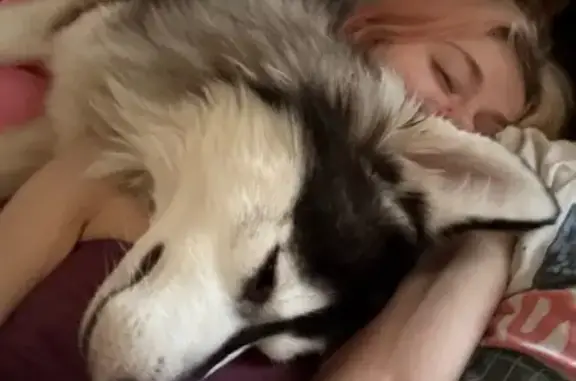 Lost Husky: Shy, Blue-Eyed Beauty