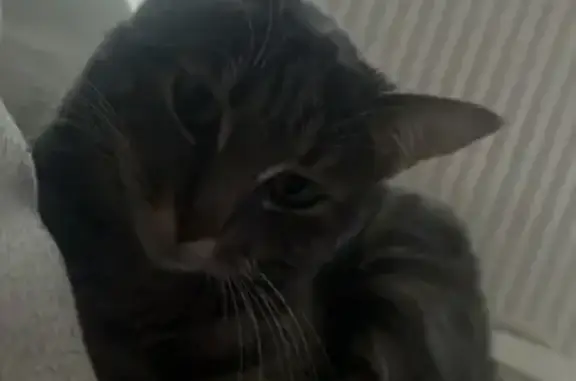 Chat perdu, Châteauneuf-sur-Loire, photo: Chatte grise perdue à Châteauneuf-sur-Loire