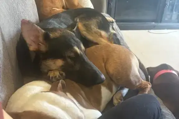 Lost Shepherd Dog Near Division Ave, 1302