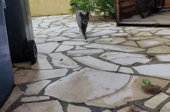 Chat gris trouvé à Versailles, non stérilisé - photo