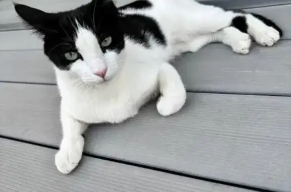 Buscamos Gato Cariñoso: Blanco y Negro en Jerez