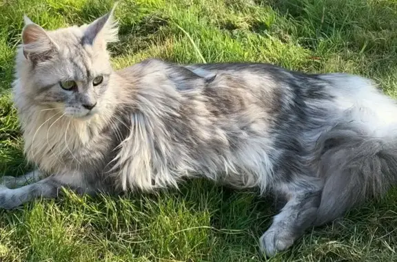 Animaux perdus Saint-Domineuc, photo: Jeune chatte Main Coon perdue à Saint-Domineuc
