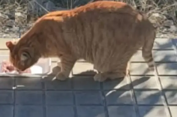 Gato Naranja Perdido: Corto Rabo y Patas