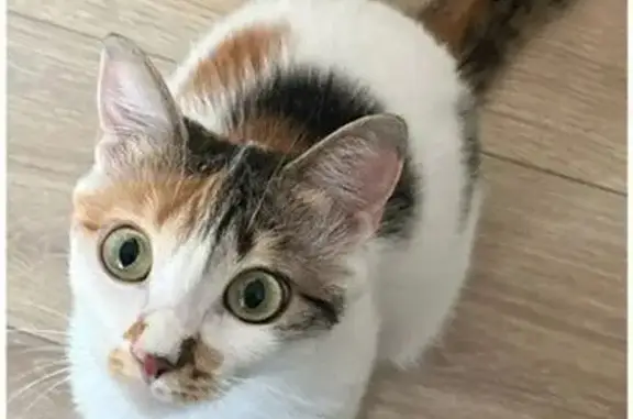 Animaux perdus Brétigny-sur-Orge, photo: Chat perdu : Yumi, femelle tricolore, 2 ans