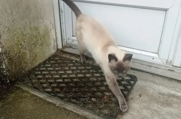 Chat trouvé Férel, photo: Chat trouvée yeux bleus à Férel