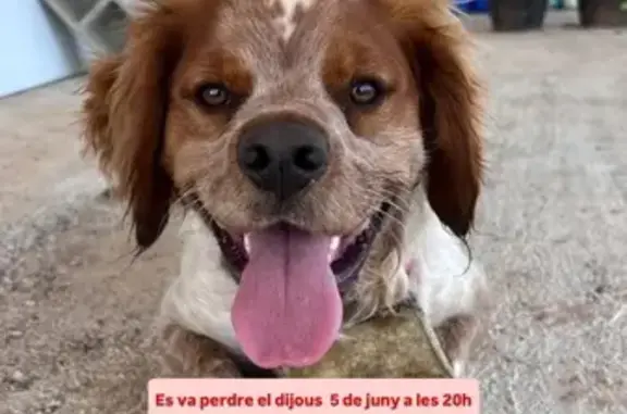 Perro Bretón Perdido: Blanco y Marrón, 8 Meses
