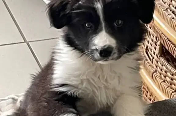 Chien perdu Doyet, photo : Berger australien noir et blanc perdu