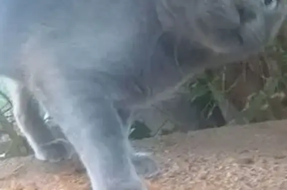 Gato encontrado Palma, foto: Joven Gato Gris Ruso Hallado en Palma