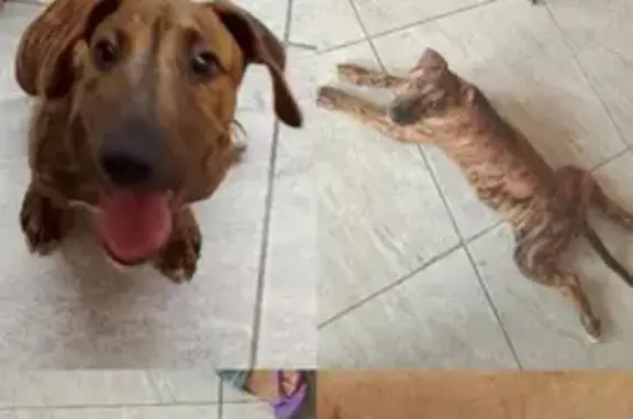 cachorro desaparecida