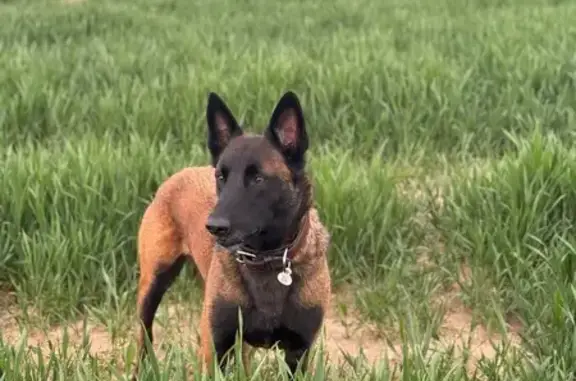 Chien perdu , photo : Berger Malinois perdu, collier marron, Grosrouvre