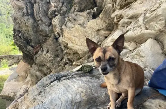 Chien perdu Clisson, photo : Chien perdu : Rocky, 7kg, fauve, Clisson