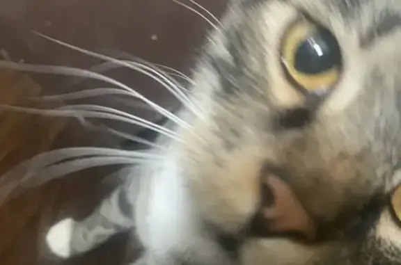 Lost Cat Biggie: Grey, White & Tan Fur