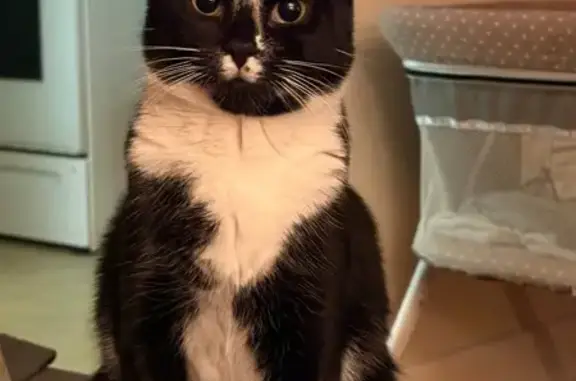 Friendly Cat Lost on Greene Street