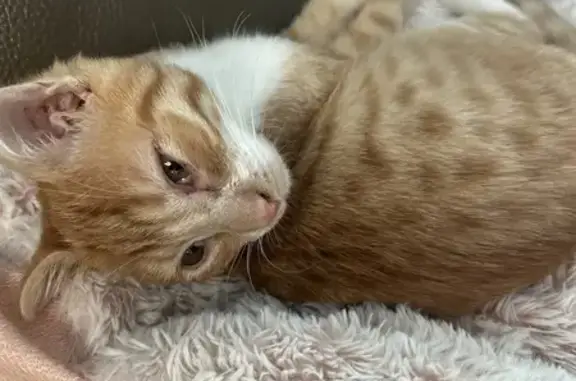 Chaton roux perdu à Cormicy, très câlin - photo