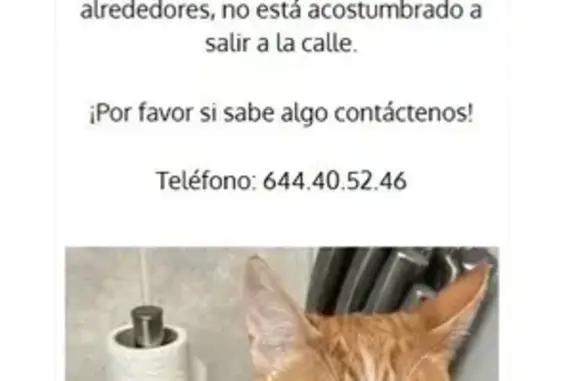 ¡Gato perdido en San Vicente del Raspeig!