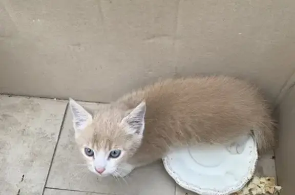 Chaton gris clair trouvé à Montauban - photo
